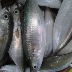 Silver fish