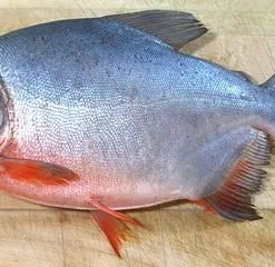 Plaice