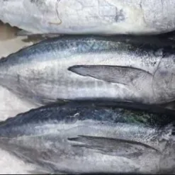 Tuna