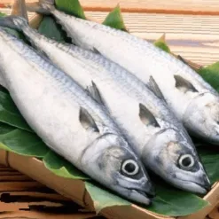 Mackerel