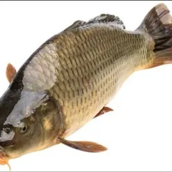 Carp